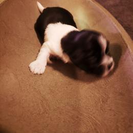 Yorkshire Terrier Puppies from Strohlz Yorkies