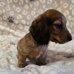 Ariel 2,800 - Red female Dachshund puppy in Tonopah, Arizona from Desert Diamond Dachshunds