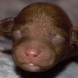 Girl 2 - Poodle puppy in Miami Dade County, Florida from RoyalPaws_Miami