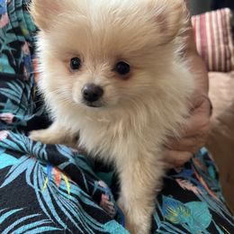 Pomeranian Puppies from Joan's Pomeranians