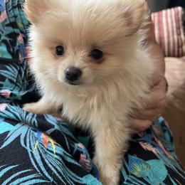 Pomeranian Puppies from Joan's Pomeranians