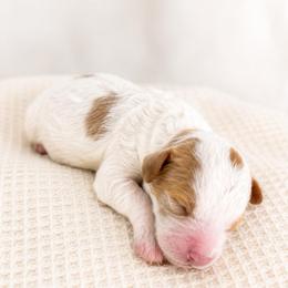 Noah - Blenheim male Cavapoo puppy in Ephrata, Washington from Mustard Seed Cava Co.