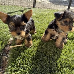Biewer Terrier, Cavapoo, Cockapoo, Goldendoodle, Poodle, and Yorkshire Terrier Puppies from Pucci Pawfect
