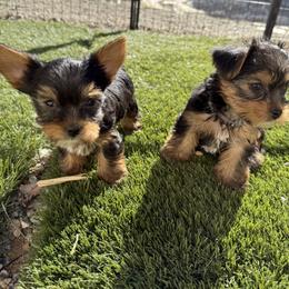Biewer Terrier, Cavapoo, Cockapoo, Goldendoodle, Poodle, and Yorkshire Terrier Puppies from Pucci Pawfect