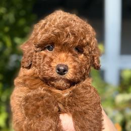 Nova - Red  male Poodle puppy in Tucson, Arizona from Adored Poodle & Doodles