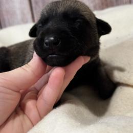 Girl 1 - Fawn female xDutch Shepherd puppy in Clarksville, Tennessee from Vuurhart Herders