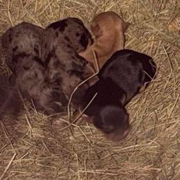 Boy 2 - Black and tan male Yorkshire Terrier puppy in Lumberton, North Carolina from Shaquitta's Yorkshire Terriers