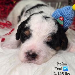 Teal - Black and white male Bernedoodle puppy in Rockledge, Florida from Stormie's Doodles