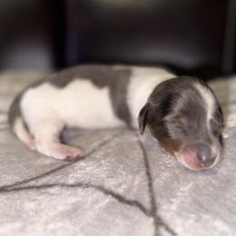 Waffle Fry - Dapple male Dachshund puppy in Dawsonville, Georgia from Sweet Peach Minis