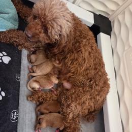 Martie - Red male Cavapoo puppy in Kingsville, Missouri from Echo Valley Cavapoos