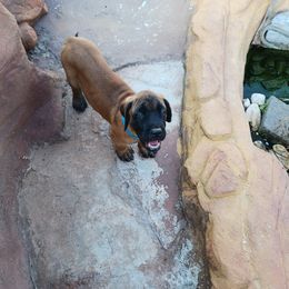 Mastiff Puppies from Peter Moser's Mastiffs