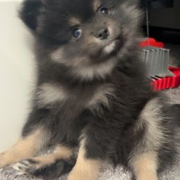 Pomeranian Puppies from Robbins Poms
