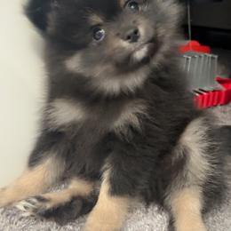 Pomeranian Puppies from Robbins Poms