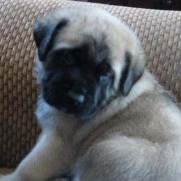Bulldog and Mastiff Puppies from Rosehill Mastiffs & Bulldogs