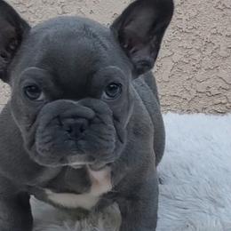 French Bulldogs from Vaca Frenchies