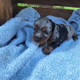 Dachshund and Golden Retriever Puppies from William's Dachshunds, and goldens