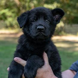 Blue - Black male German Shepherd puppy in Hammond, Louisiana from Von LaMarca German Shepherds