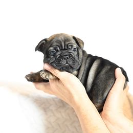 Binx - Fawn male French Bulldog puppy in Keeseville, New York from Big Sky Frenchies