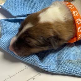 Orange collar - Sable and white male Collie puppy in Norris City, Illinois from Hoskins Collies