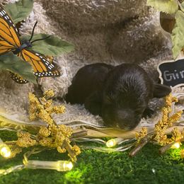 "2022" Cockapoo and Poodle Puppies from Rawls Lovely Little Tots