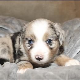 Hershey - Blue merle female Miniature Australian Shepherd puppy in Kissee Mills, Missouri from Clinkenbeard Kennel