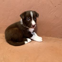 Border Collie Puppies from Poteet Pups
