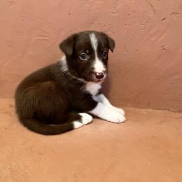 Border Collie Puppies from Poteet Pups