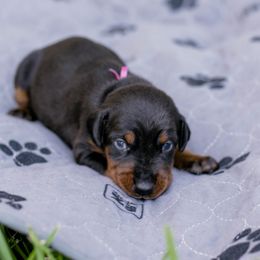 Miss Pink Collar - Black and rust female Doberman Pinscher puppy in Poolville, Texas from Tx Pups