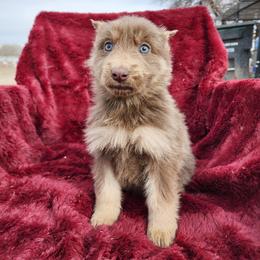 Scout - Isabella male German Shepherd puppy in Los Lunas, New Mexico from Mali's German Shepherds