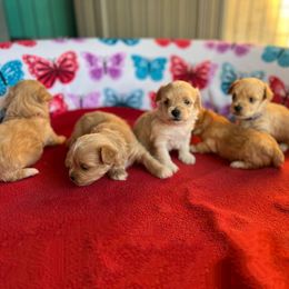 Maltese, Maltipoo, and Poodle Puppies from Healing Pawz LLC