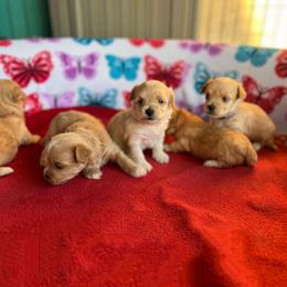 Maltese, Maltipoo, and Poodle Puppies from Healing Pawz LLC