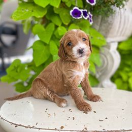 Katie Ledecky - Goldendoodle puppy from JW Doodles