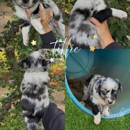 Tillie - Blue merle female Miniature Australian Shepherd puppy in Waxahachie, Texas from Forever Holmes Aussies