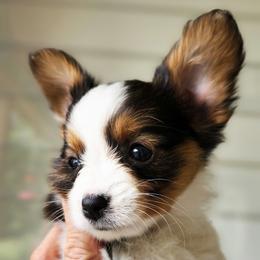 Papillion - White black and tan female Papillon puppy in Vass, North Carolina from North Carolina Papillions
