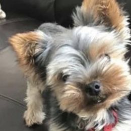 Yorkshire Terriers from Playful Puppies