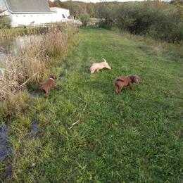Chesapeake Bay Retriever Puppies from GemiLamb Gun Dogs