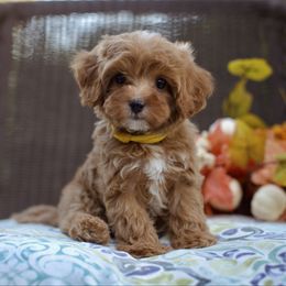 Velvet - Red male Cavapoo puppy in Queen Creek, Arizona from Dulcito Doodles