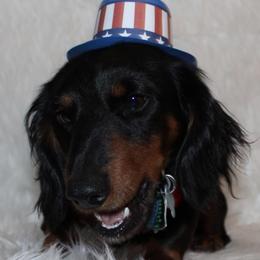 Dixon - Dachshund