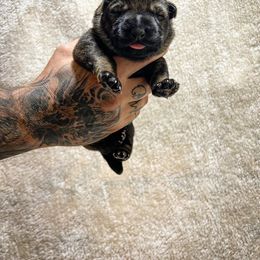 German Shepherd puppies from Treuer Hund Working Dogs