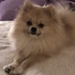 Pomeranians from Almost White Poms