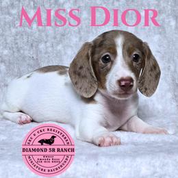 MISS DIOR - Dapple female Dachshund puppy in Columbia, Louisiana from Diamond 5R Ranch AKC & CKC Miniature Dachshunds