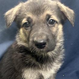 Kaiser - Black and silver male German Shepherd puppy in Perkasie, Pennsylvania from Twila Ruth Herot