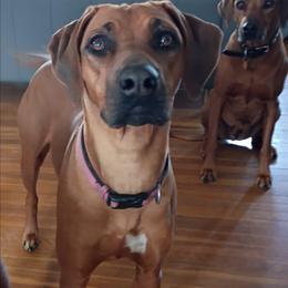 Sophia - Rhodesian Ridgeback