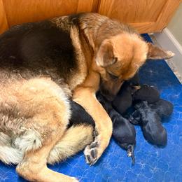Girl 5 - Black and tan female German Shepherd puppy in Carbondale, Kansas from Cunningham German Shepherds, LLC