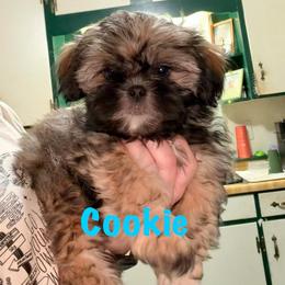 Cookie - Brindle and white male Shih Tzu puppy in Hull, Georgia from Precious to the world Shih Tzu’s