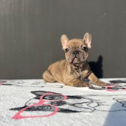 "Female" French Bulldog Puppies from Pacific Bulldogs