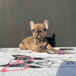 "Female" French Bulldog Puppies from Pacific Bulldogs
