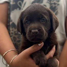 Girl 5 - Chocolate female Labrador Retriever puppy in Gerber, California from In The Zone Dog Training and Breeding
