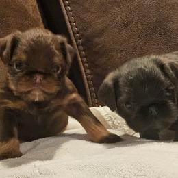 Choc tan boy - Brown male Brussels Griffon puppy in Huntsville, Alabama from Tammy's Brussels