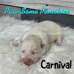 Carnival - White female Pomsky puppy in Krum, Texas from Paw-Some Pomskies